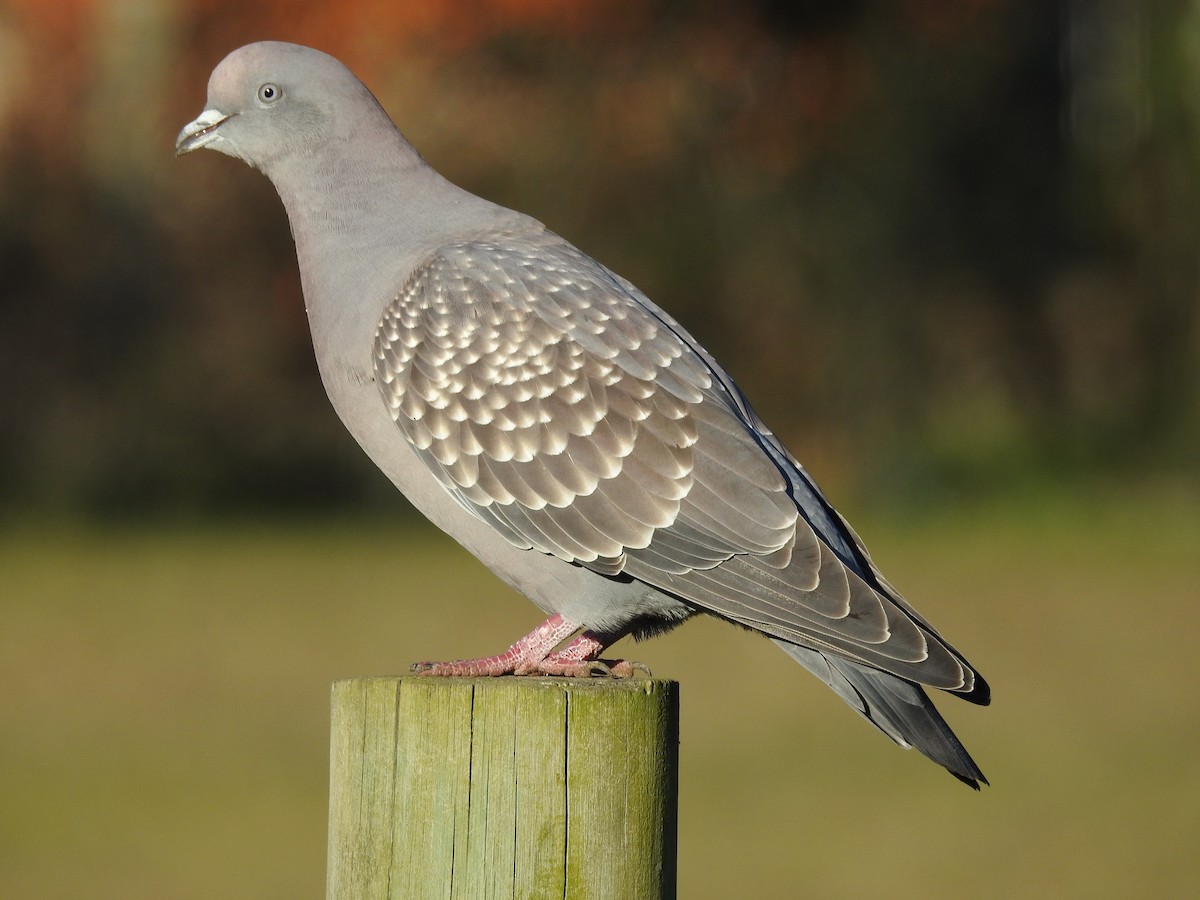 Spot-winged Pigeon - ML353805191