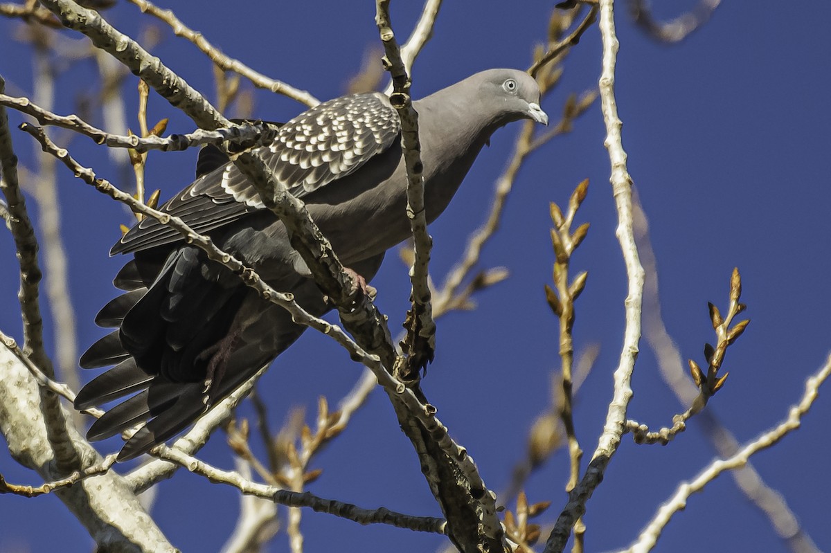 Spot-winged Pigeon - Amed Hernández