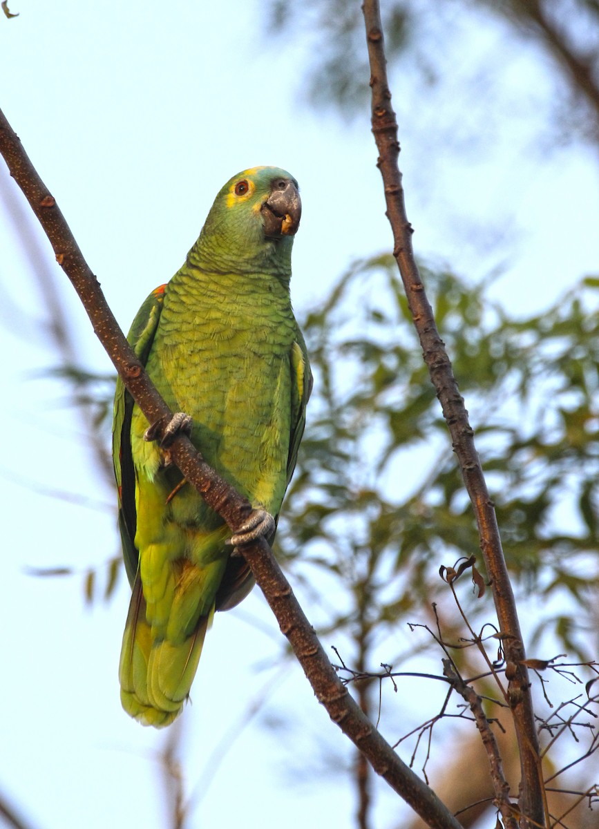 Turquoise-fronted Parrot - Haydee Cabassi