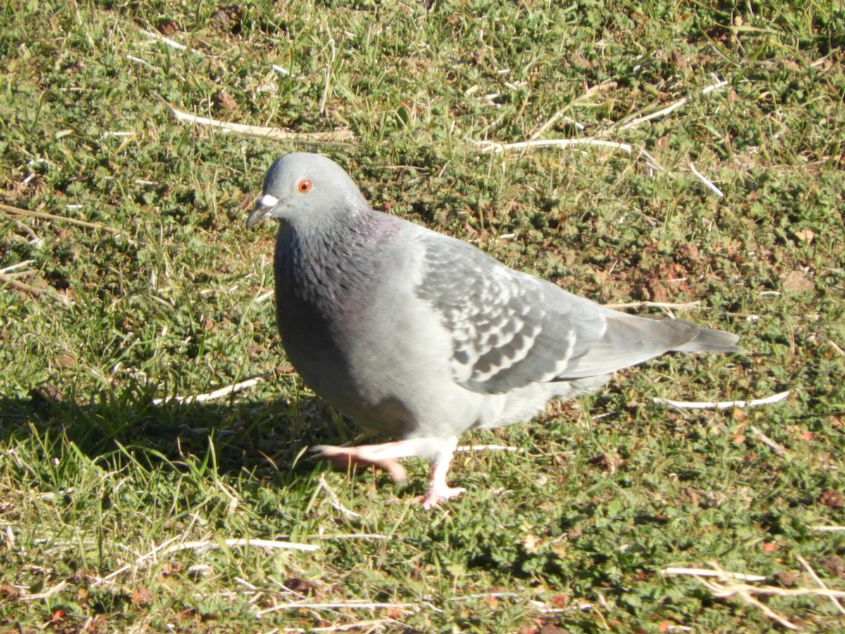 Rock Pigeon (Feral Pigeon) - ML353817301