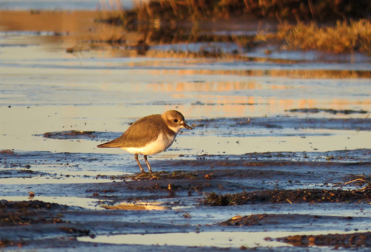 Two-banded Plover - ML353819601