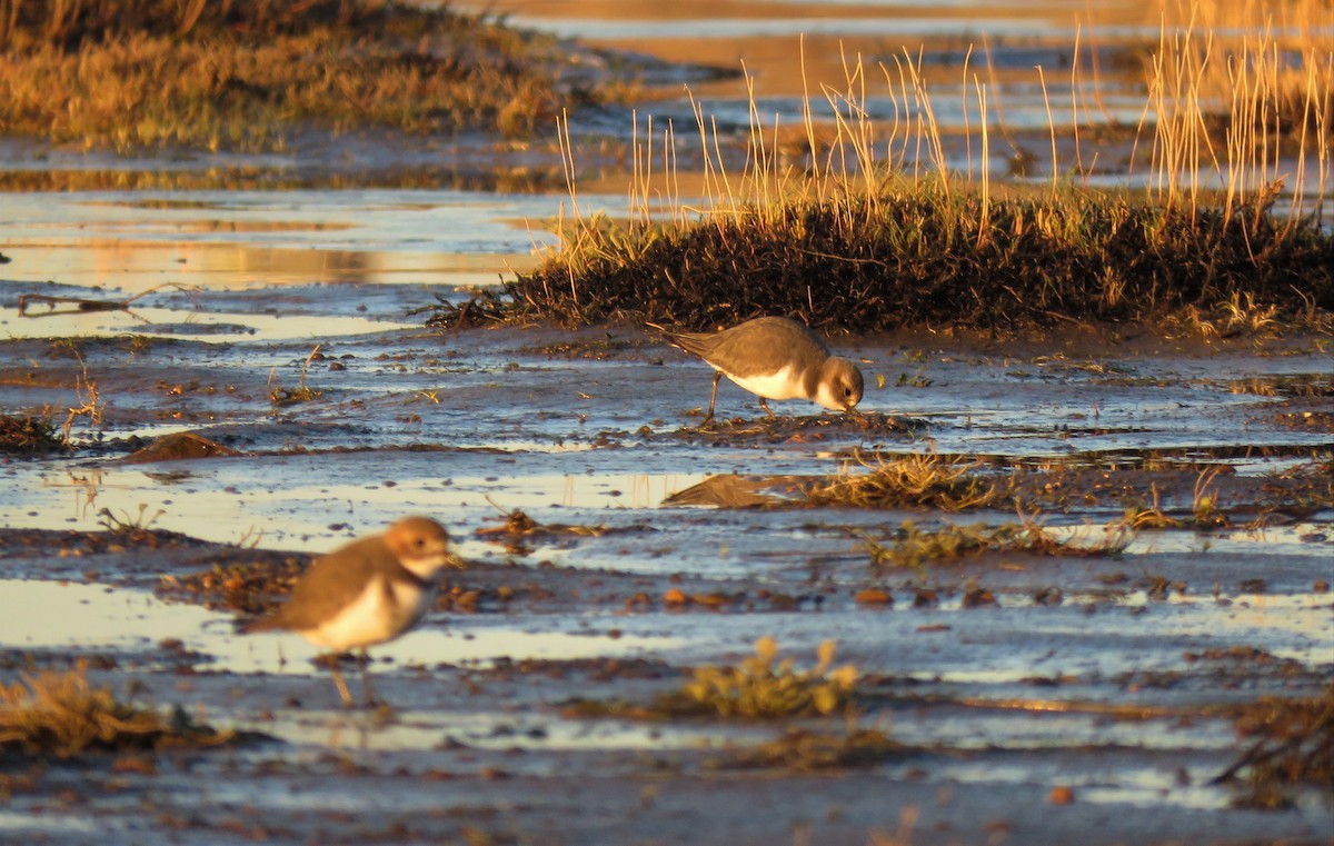 Two-banded Plover - ML353819711