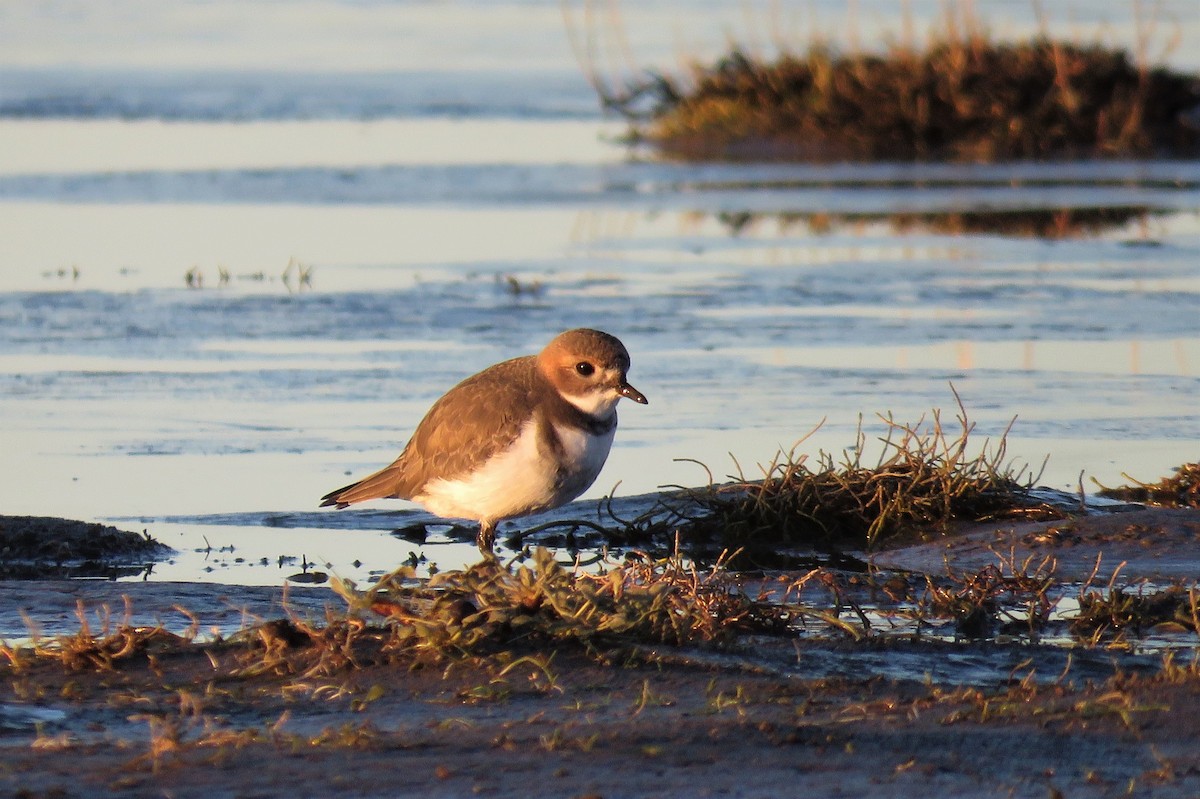 Two-banded Plover - ML353819741
