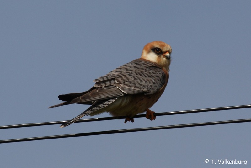Red-footed Falcon - Thijs Valkenburg