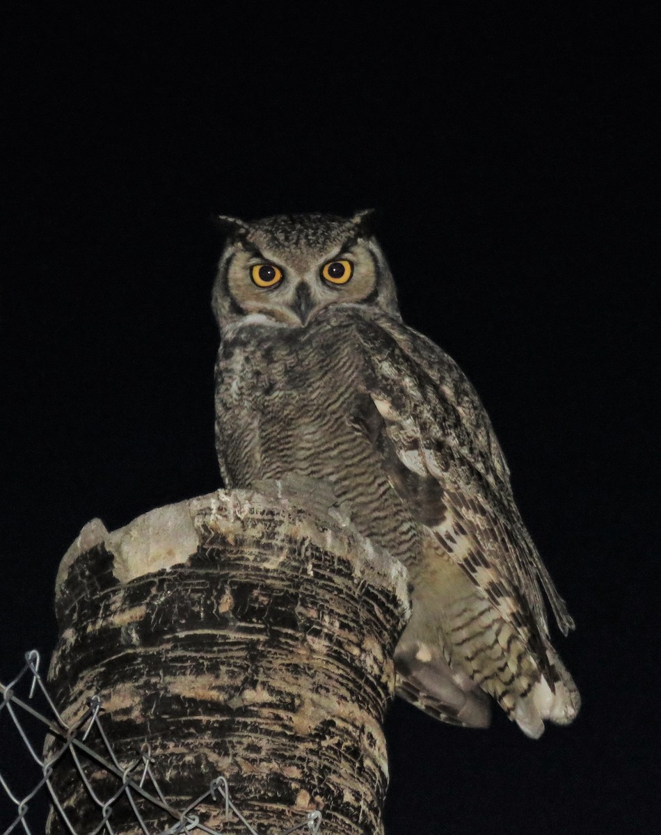 Lesser Horned Owl - ML353822111
