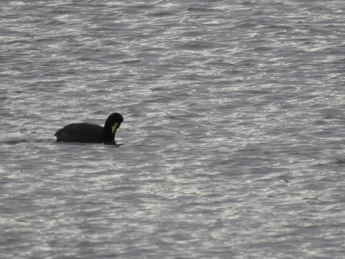 White-winged Coot - ML353825161
