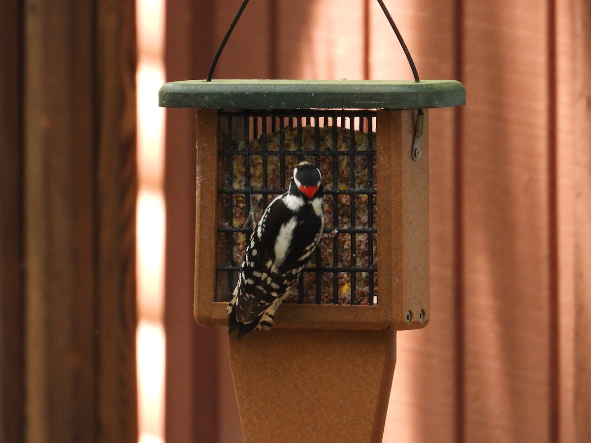 Downy Woodpecker - ML353830611
