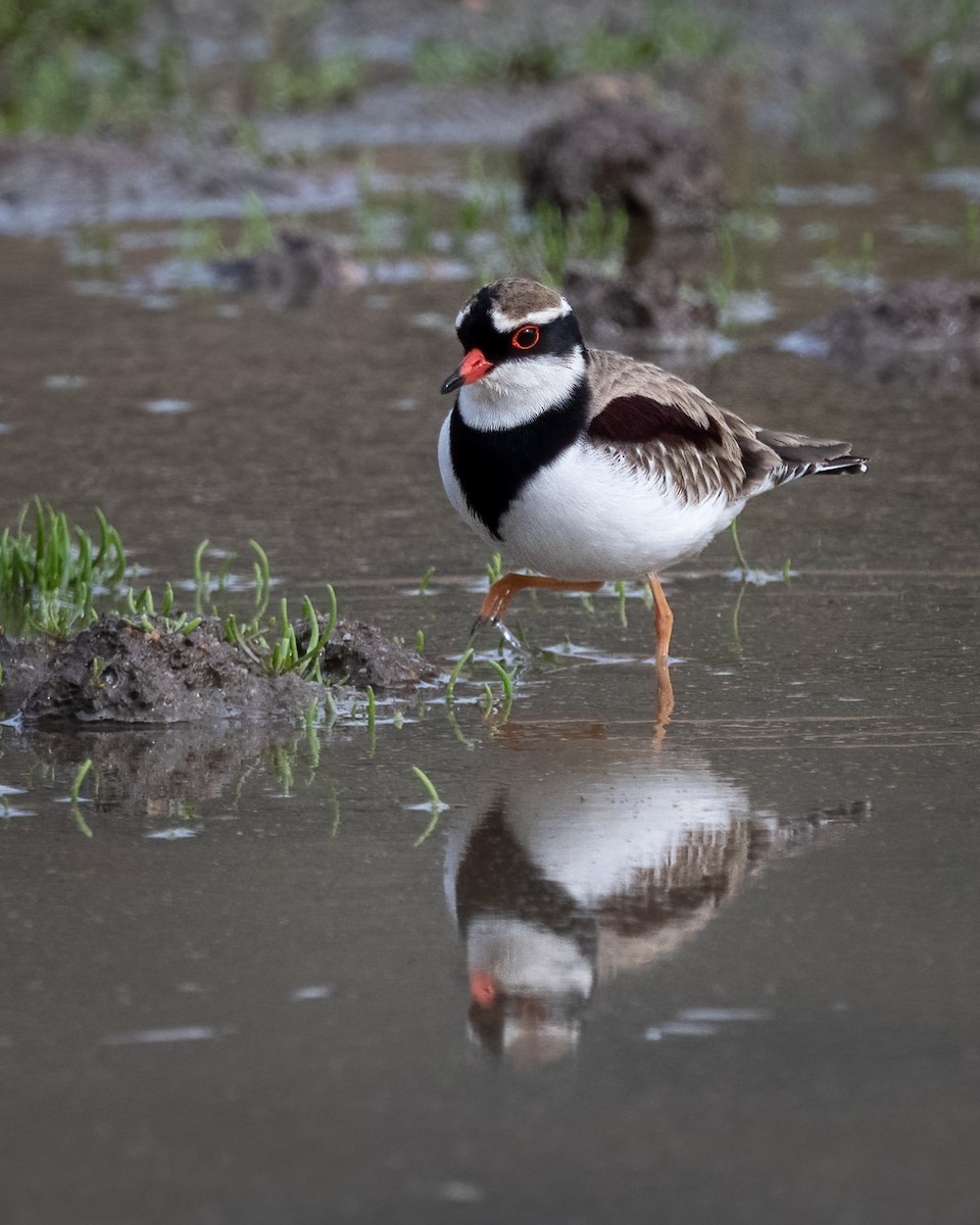Black-fronted Dotterel - Colin Wright