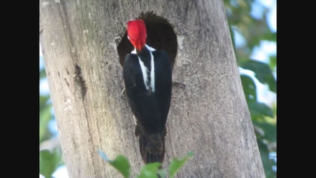Crimson-crested Woodpecker - ML353840511