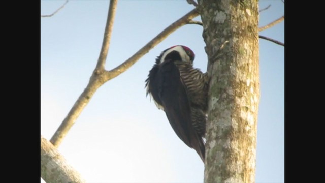 Crimson-crested Woodpecker - ML353840641
