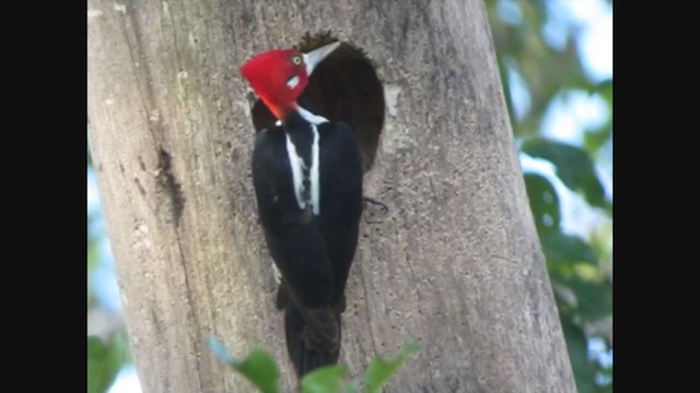 Crimson-crested Woodpecker - ML353840661