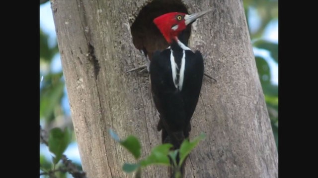 Crimson-crested Woodpecker - ML353840671