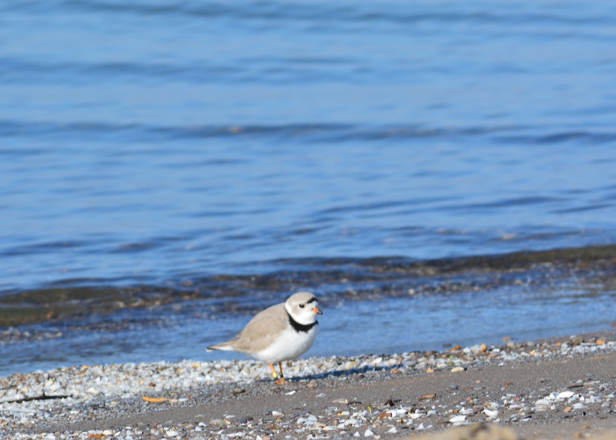 Piping Plover - ML353841201
