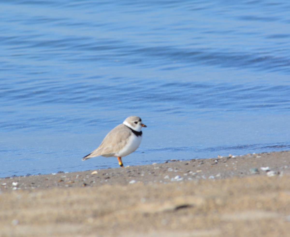 Piping Plover - ML353841221