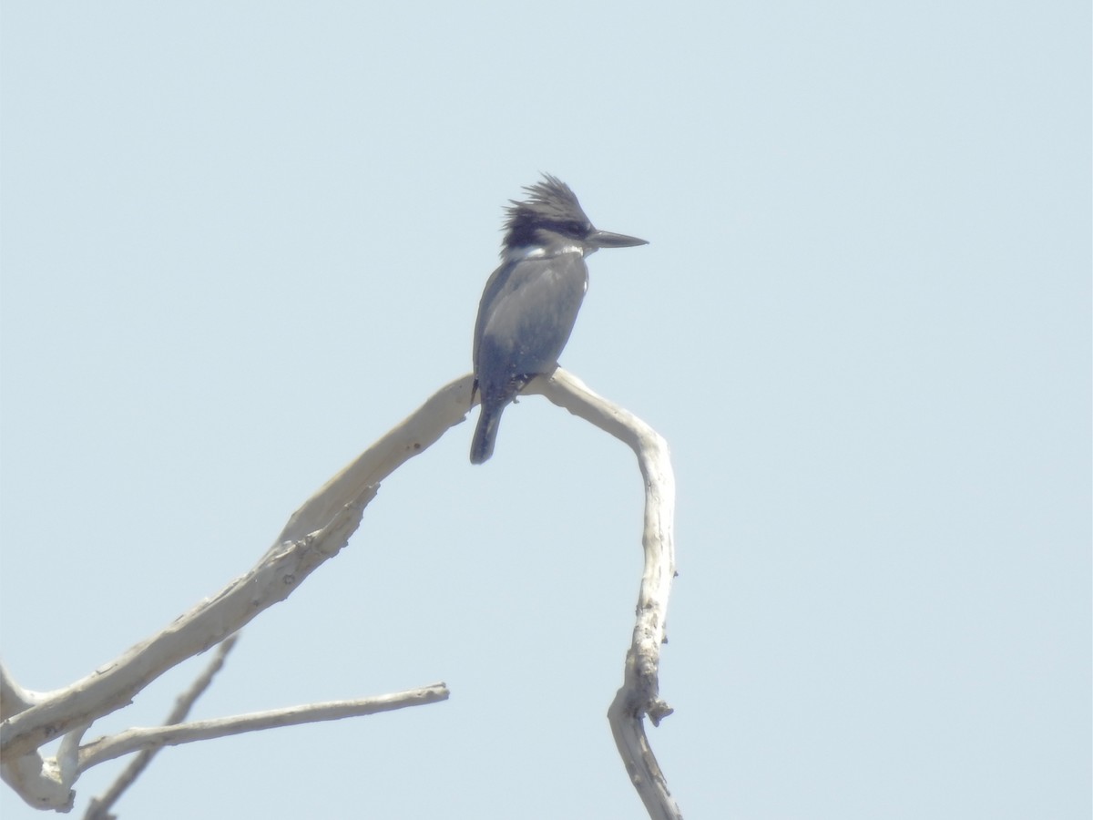 Belted Kingfisher - ML353842301