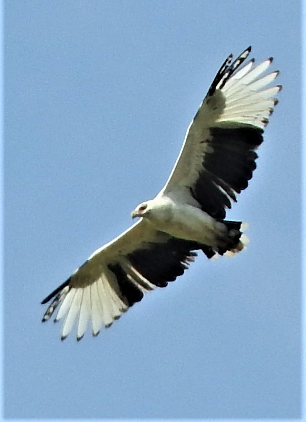 Palm-nut Vulture - Eric Haskell