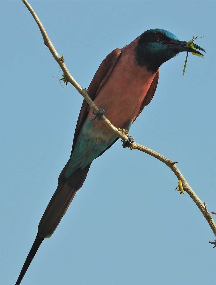 Northern Carmine Bee-eater - Eric Haskell