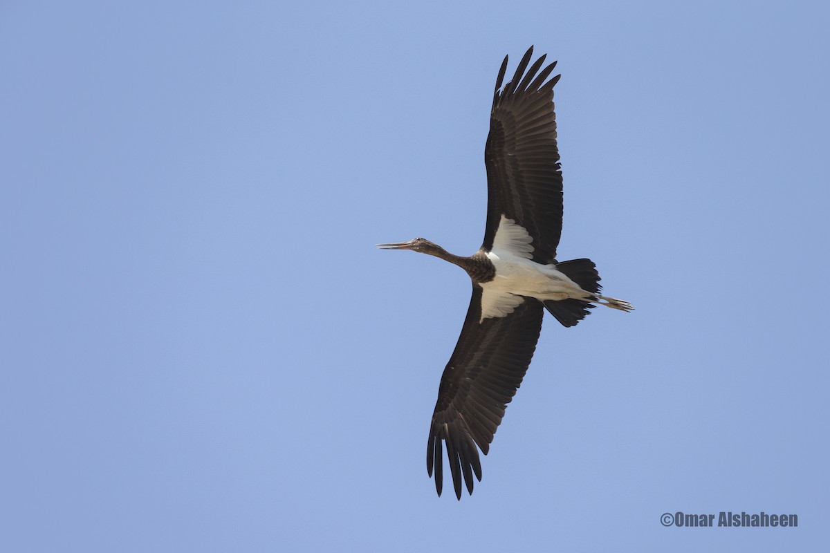 Black Stork - ML35386091