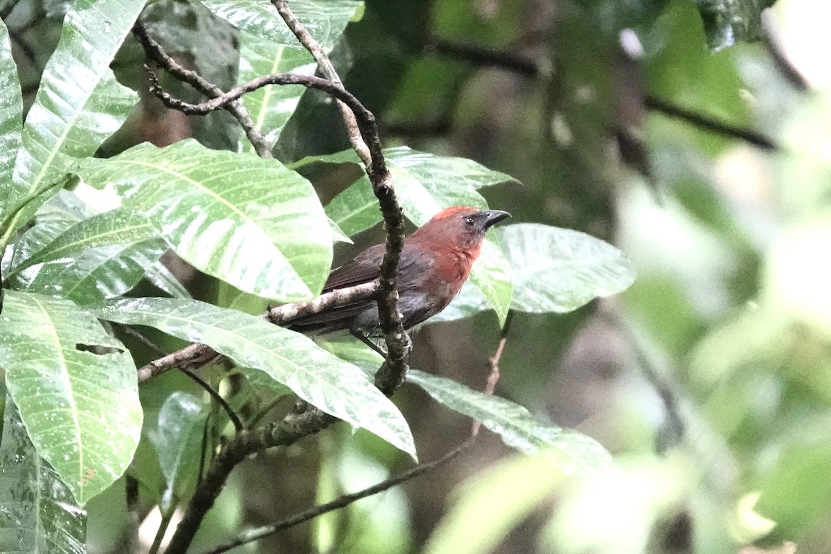 Red-throated Ant-Tanager - ML353862941