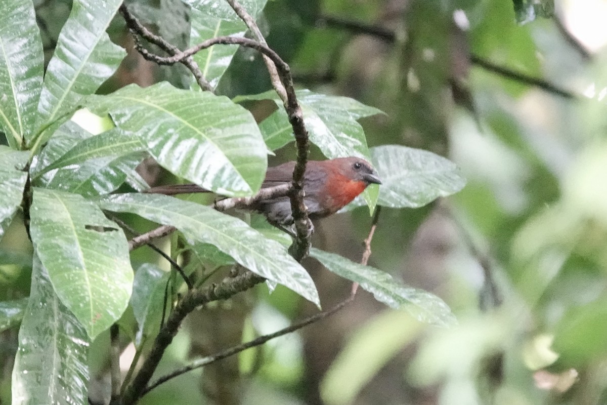 Red-throated Ant-Tanager - ML353862981