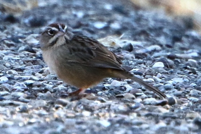Rufous-crowned Sparrow - ML35386501