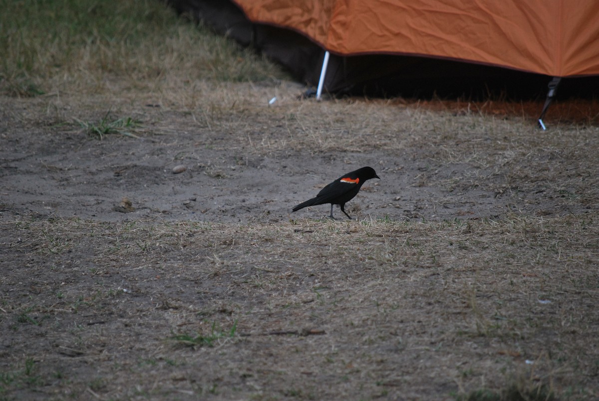 Red-winged Blackbird - Henry Lehman