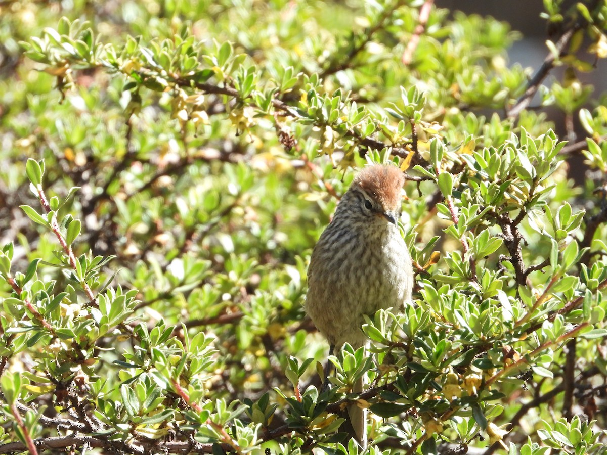 Rusty-crowned Tit-Spinetail - ML353873501