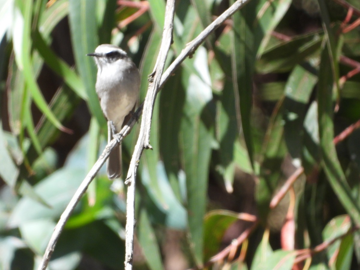 White-browed Chat-Tyrant - ML353873981