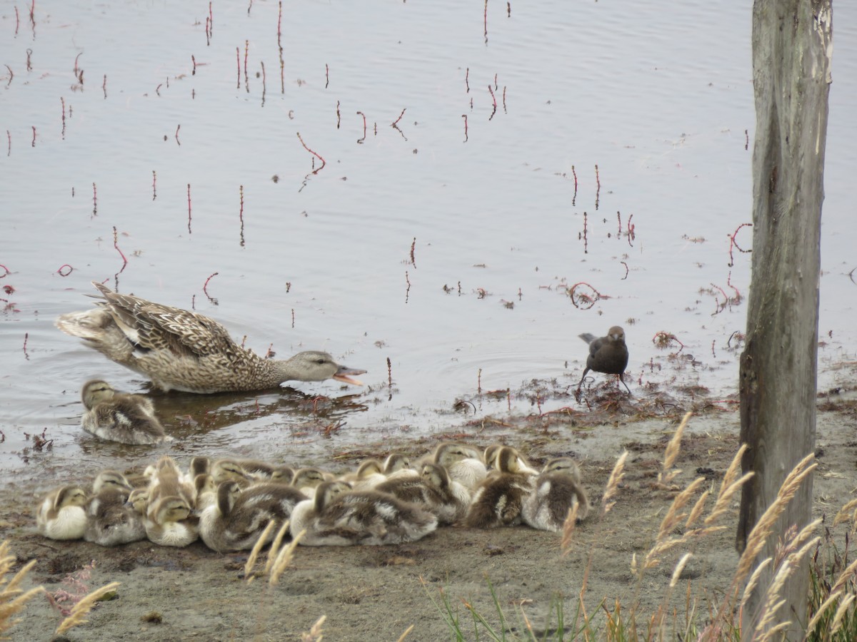 Gadwall - ML353874661