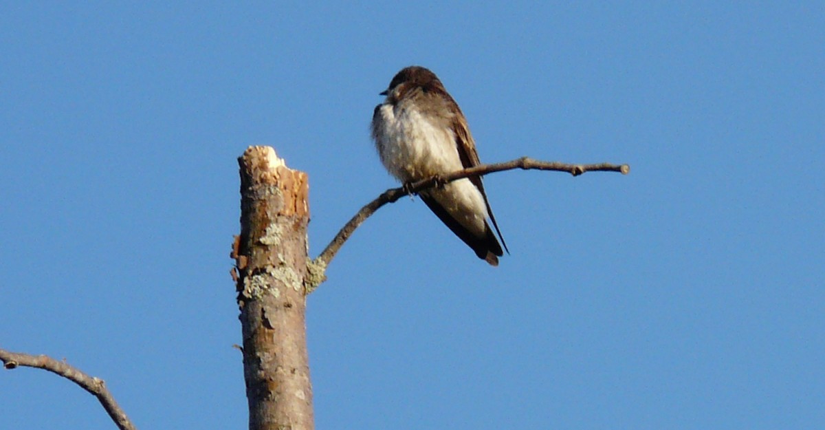 Northern Rough-winged Swallow - Paul Frost