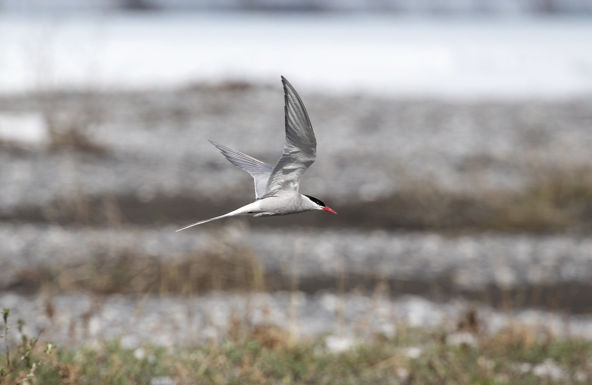 Arctic Tern - Jonathan Creel