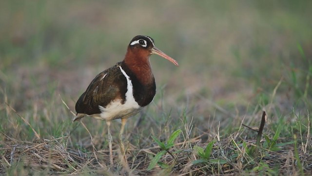 Greater Painted-Snipe - ML353879601