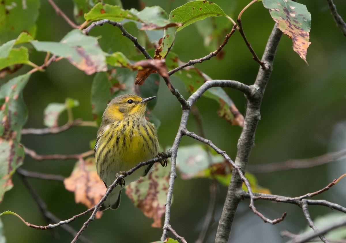 Cape May Warbler - ML35388001