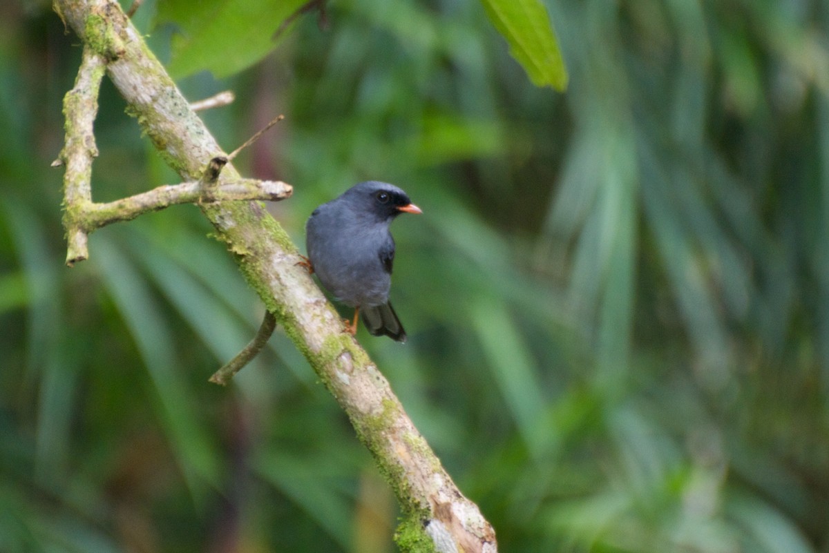Black-faced Solitaire - ML35388171