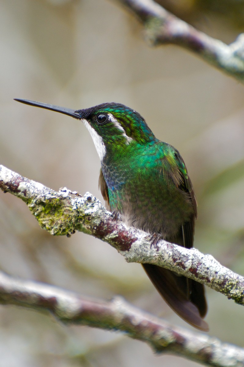 White-throated Mountain-gem (Blue-tailed) - ML35388651