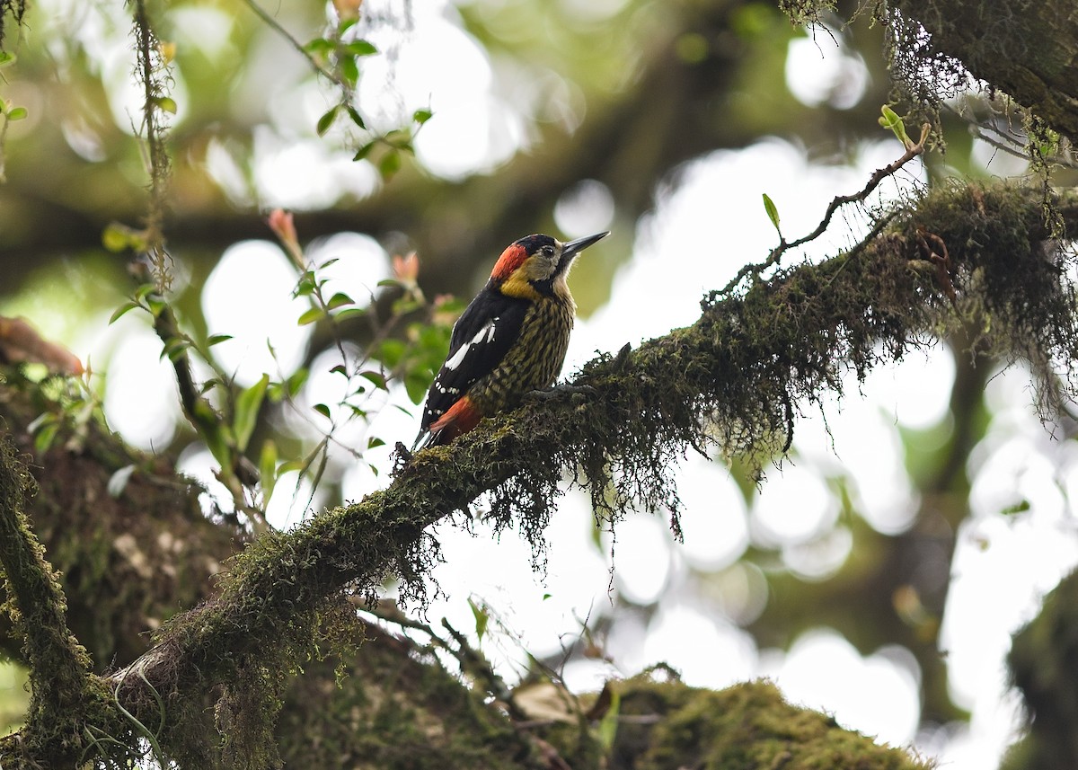 Darjeeling Woodpecker - ML353888731