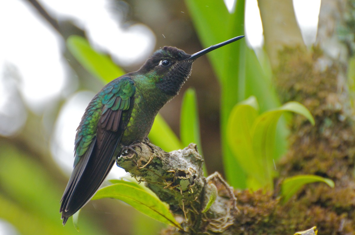 Talamanca Hummingbird - Christian  Nunes