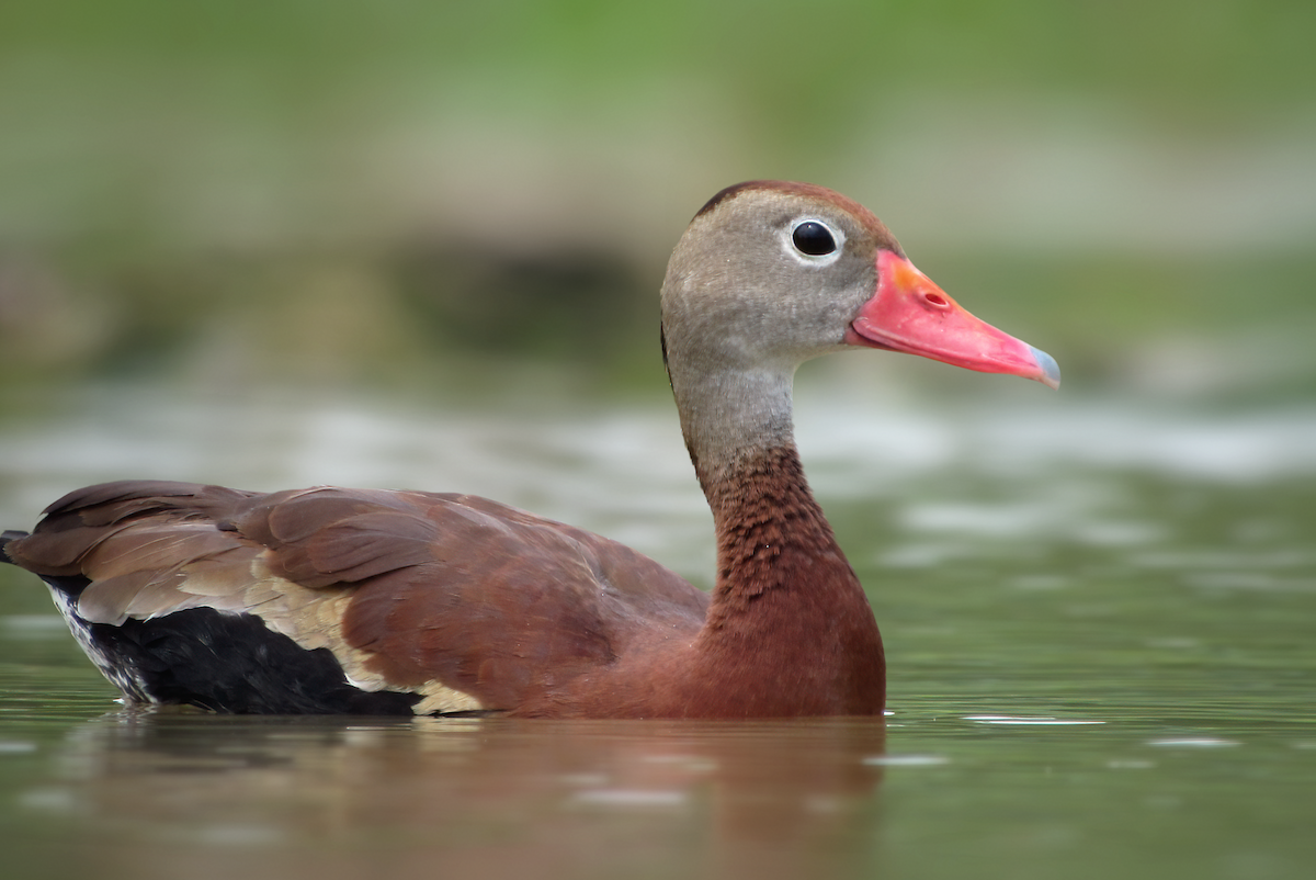 Black-bellied Whistling-Duck (fulgens) - ML353891251