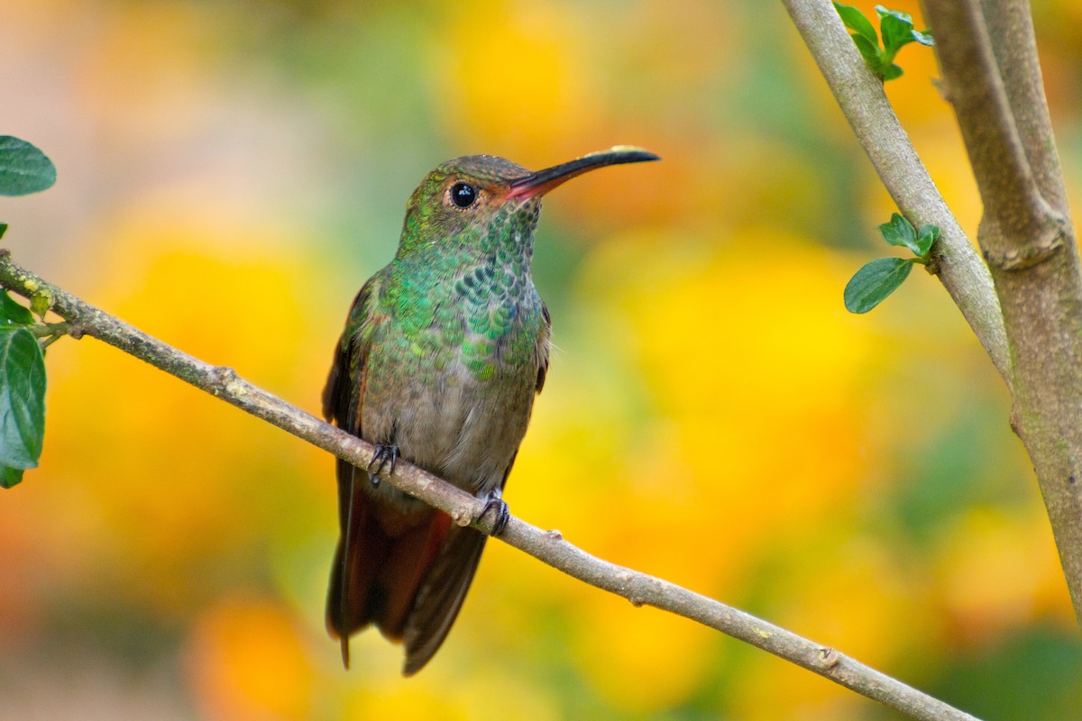 Rufous-tailed Hummingbird (Rufous-tailed) - Christian  Nunes