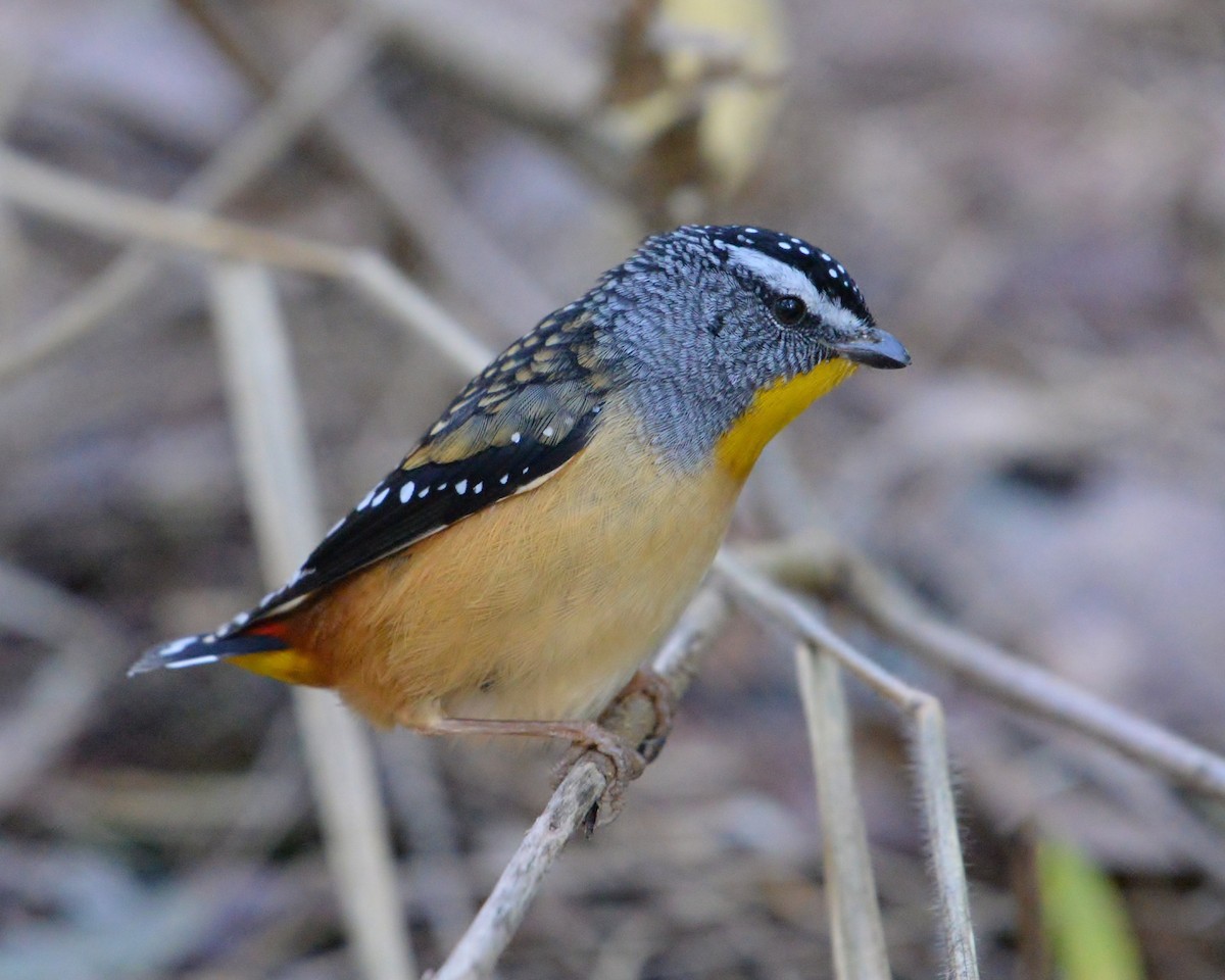 Spotted Pardalote - Peter Storer