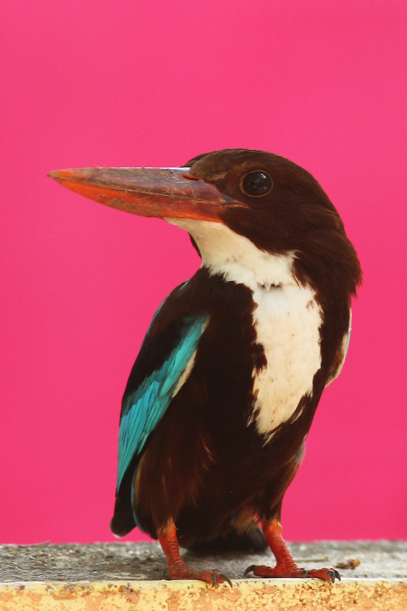 White-throated Kingfisher - Aravind AM