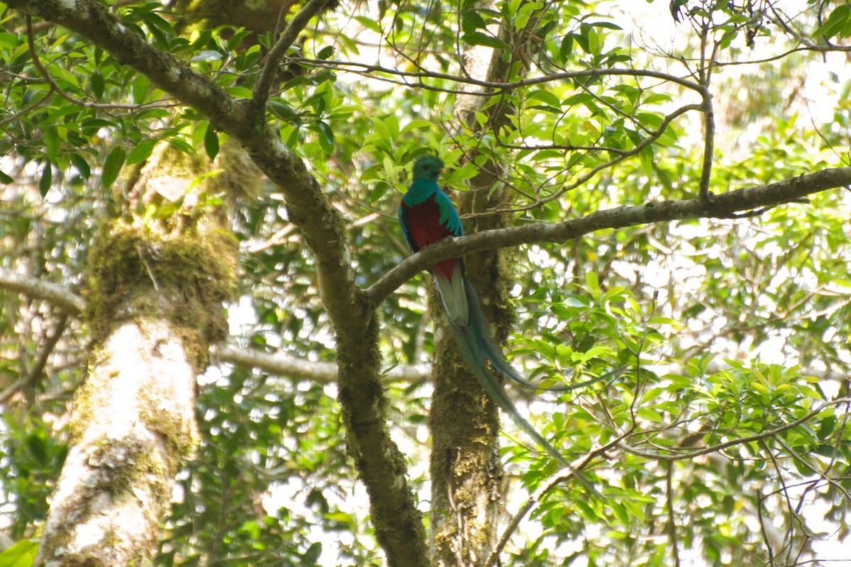 Resplendent Quetzal (Costa Rican) - Christian  Nunes