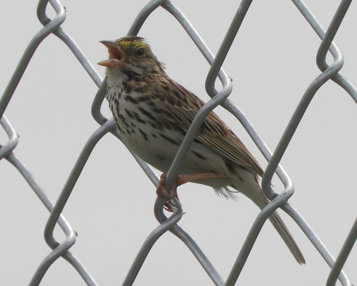 Savannah Sparrow - ML353915241