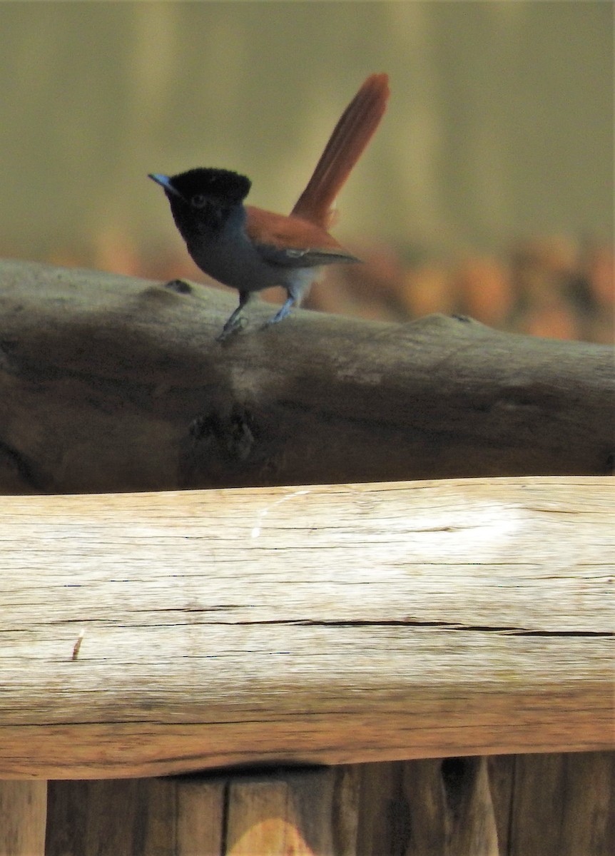 African Paradise-Flycatcher - Eric Haskell