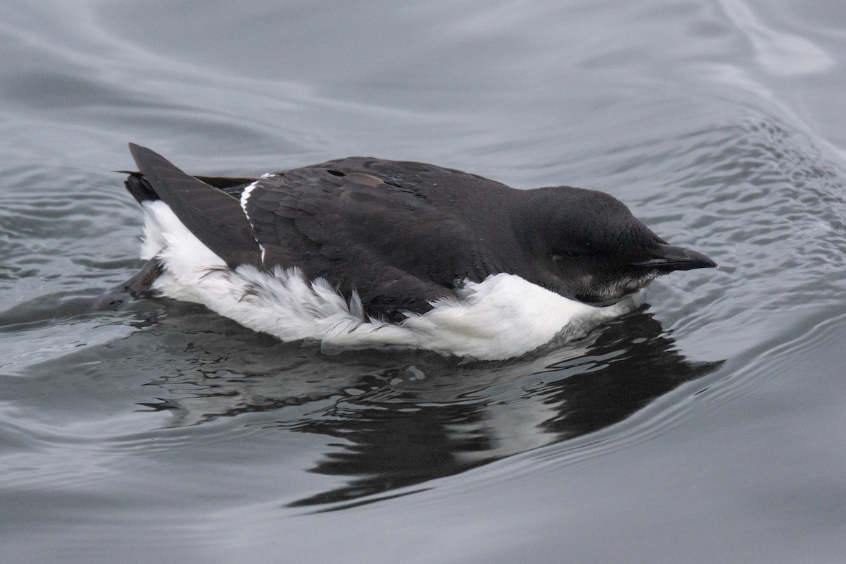 Thick-billed Murre - ML353919711