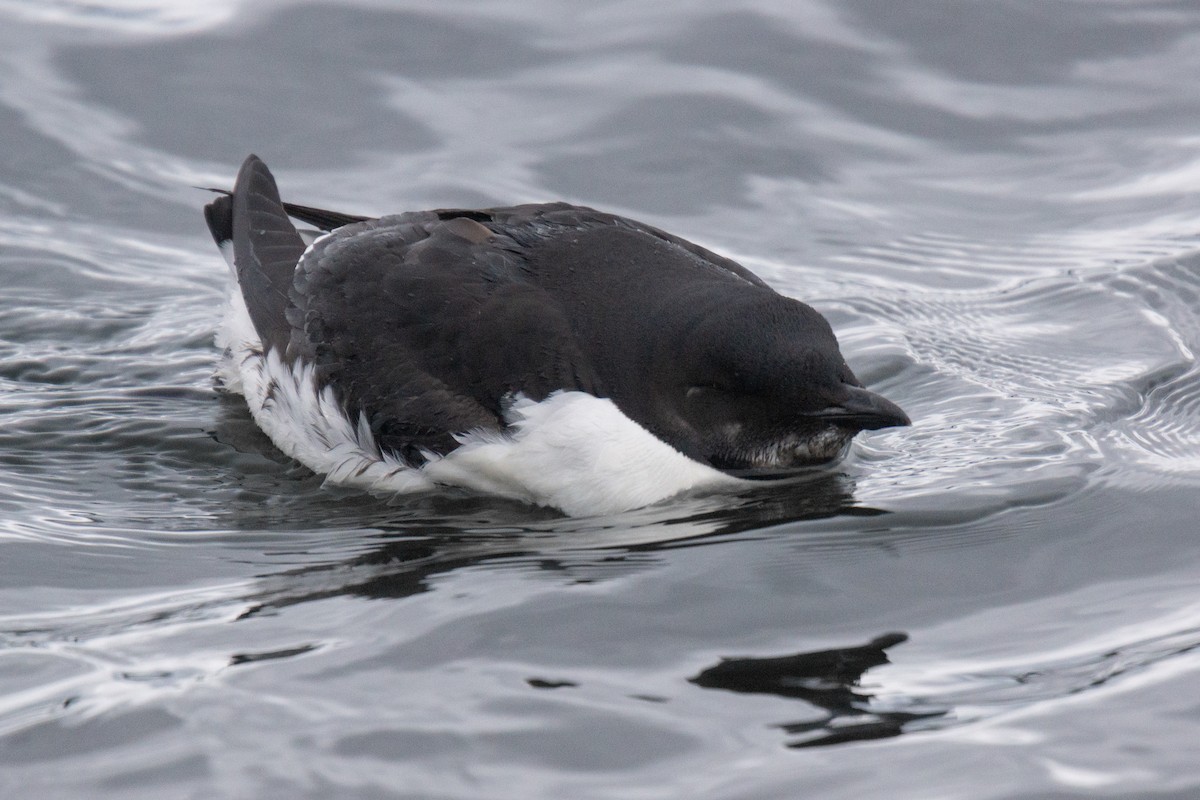 Thick-billed Murre - ML353919801