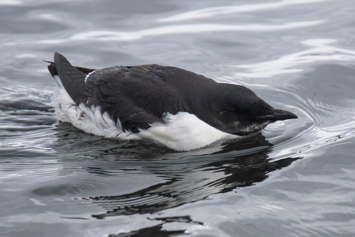 Thick-billed Murre - ML353919831