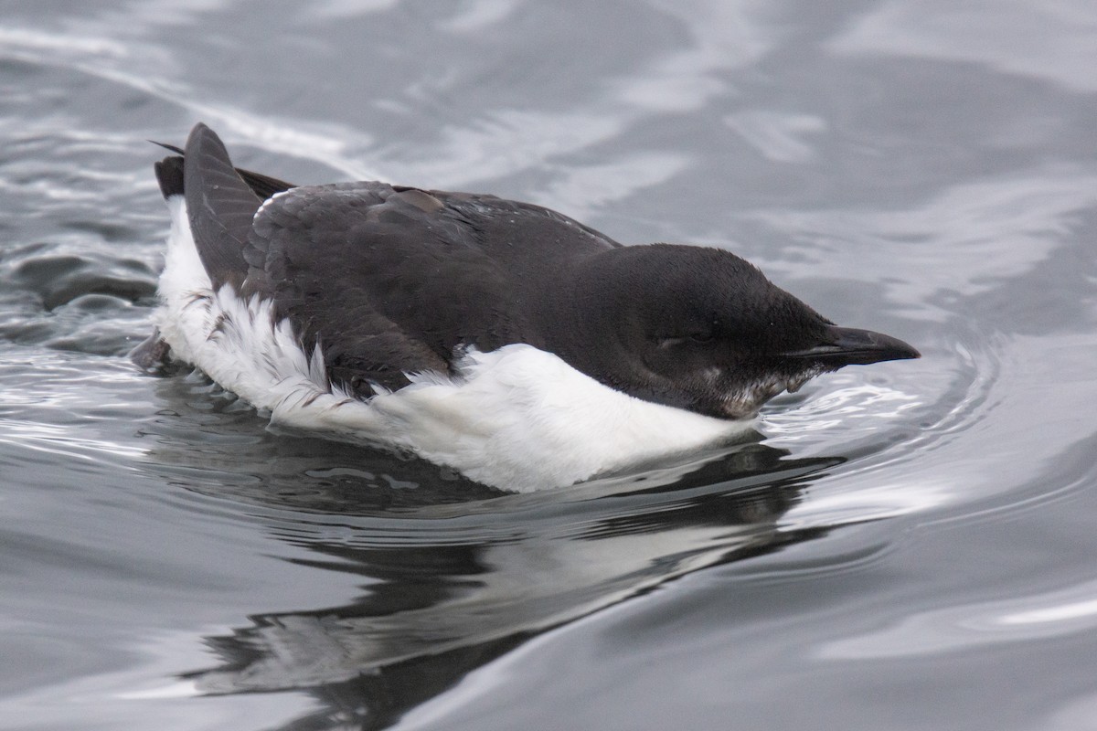Thick-billed Murre - ML353919851