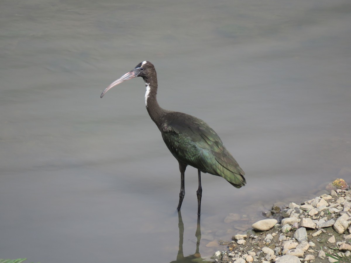 ibis hnědý - ML353926341