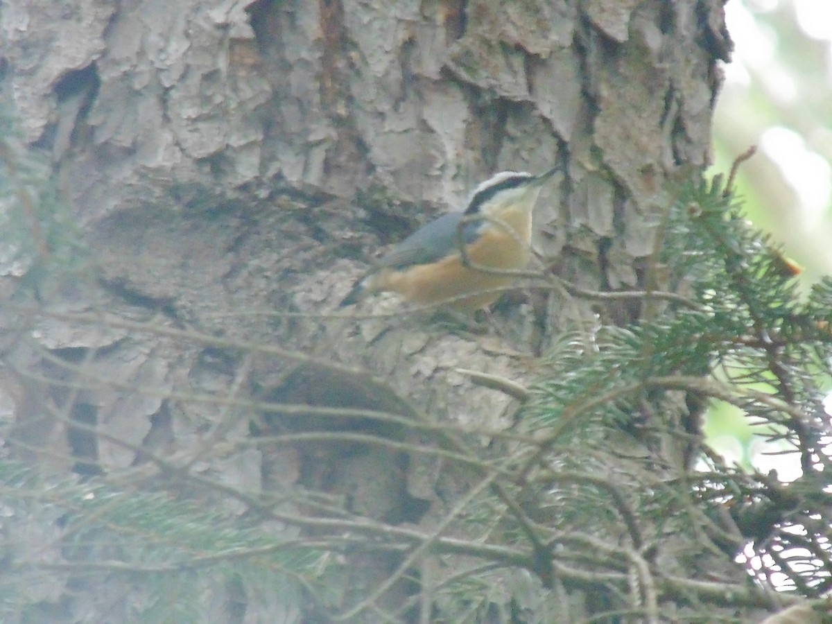 Red-breasted Nuthatch - ML35392721